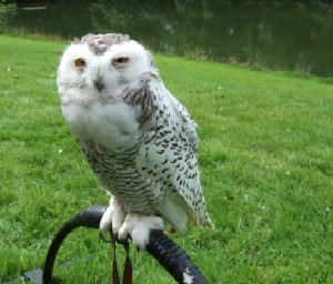 Female snowy owl